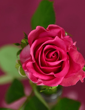 Emma O'Neil Obituary